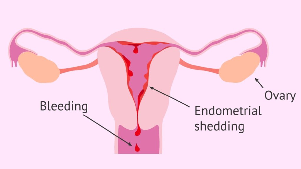Understanding Periods (Menstrual Health)