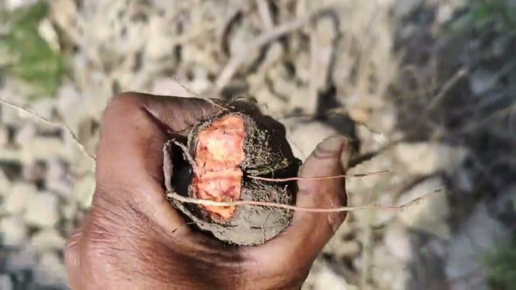 विदारीकंद किस काम आता है (मुख्य फायदे)