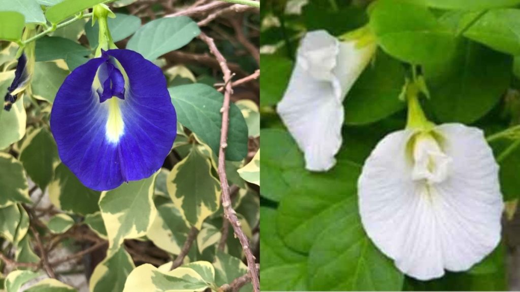 शंखपुष्पी के 10 बड़े फायदे