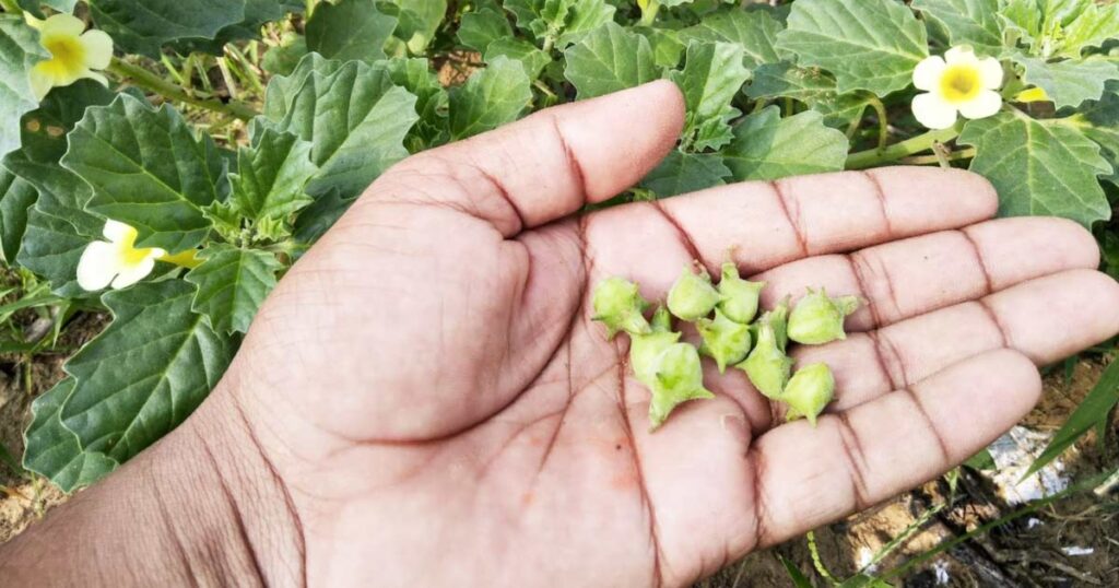 गोखरू किस लिए प्रयोग किया जाता है